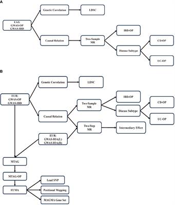 Association between inflammatory bowel disease and osteoporosis in European and East Asian populations: exploring causality, mediation by nutritional status, and shared genetic architecture